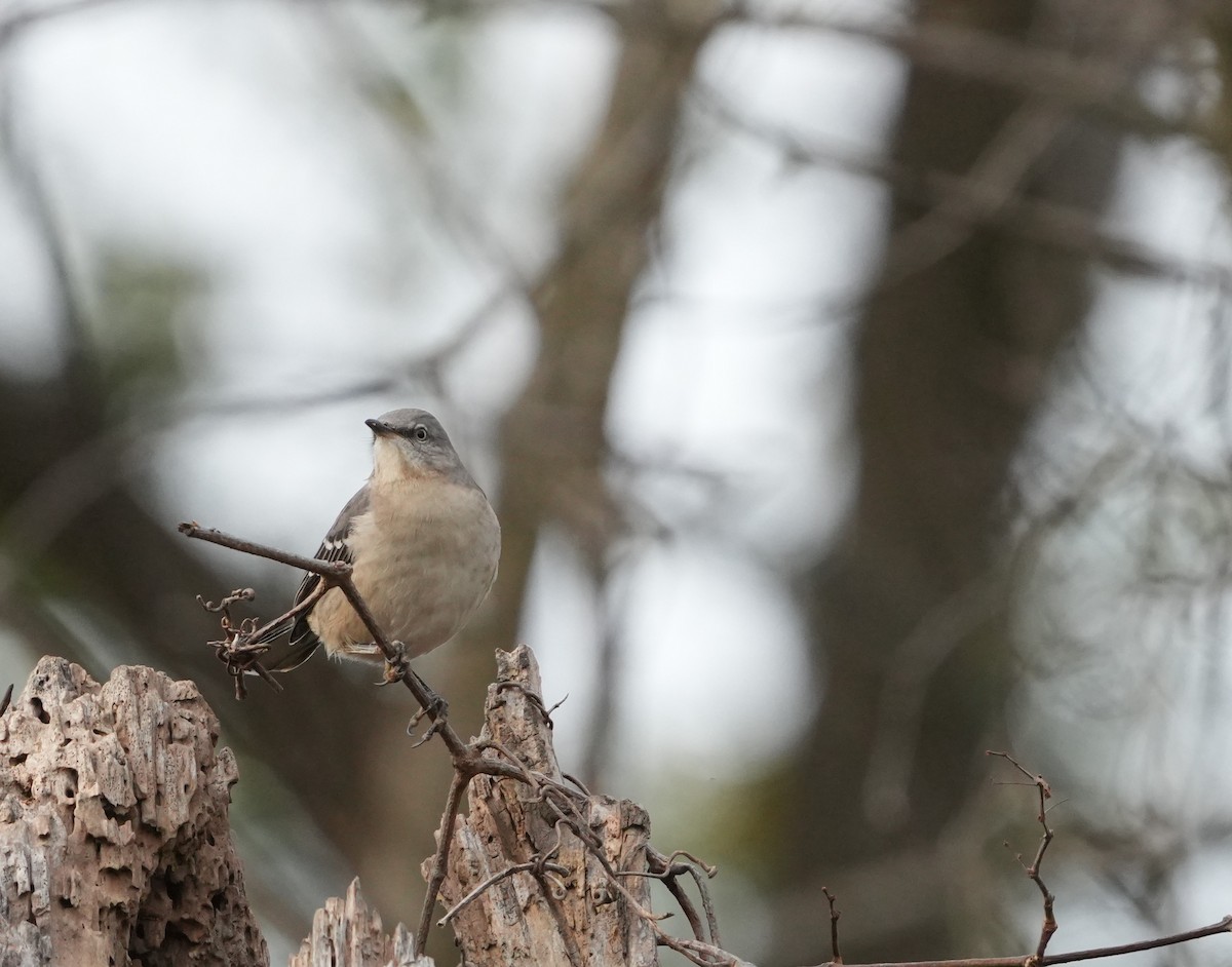 Northern Mockingbird - Tony Birder