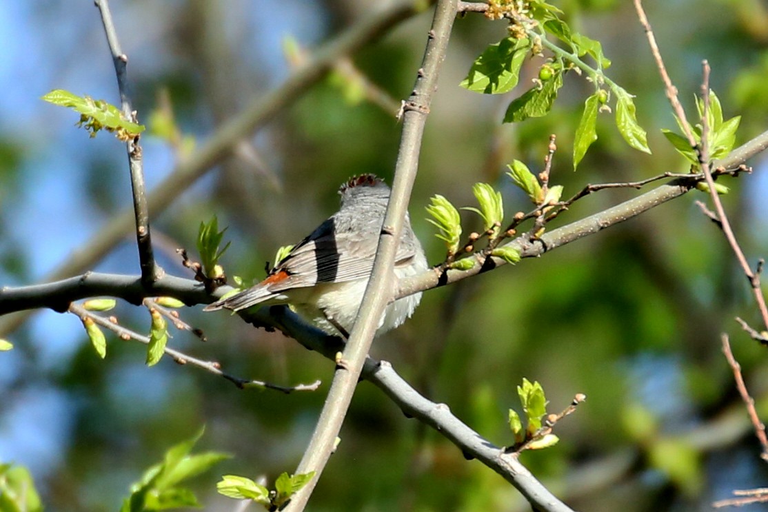 Lucy's Warbler - Henry Mauer