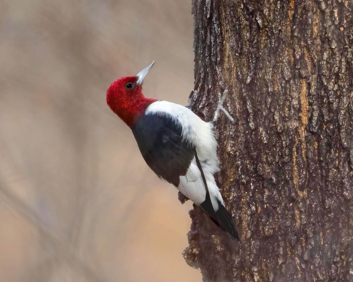 Red-headed Woodpecker - Brian Smith