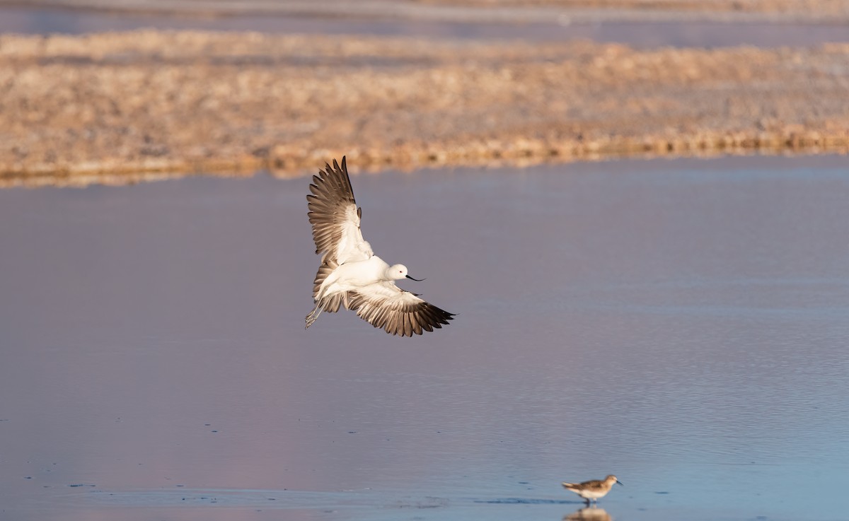 Andean Avocet - ML610943718