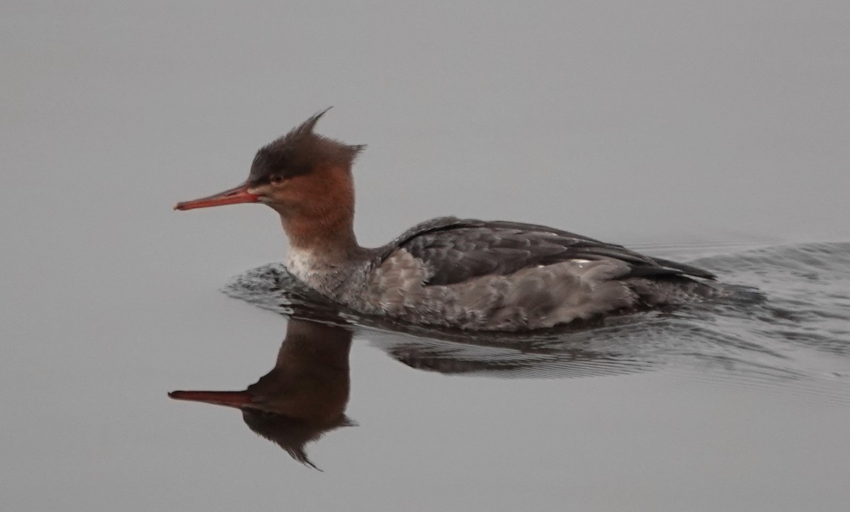 Red-breasted Merganser - ML610943719