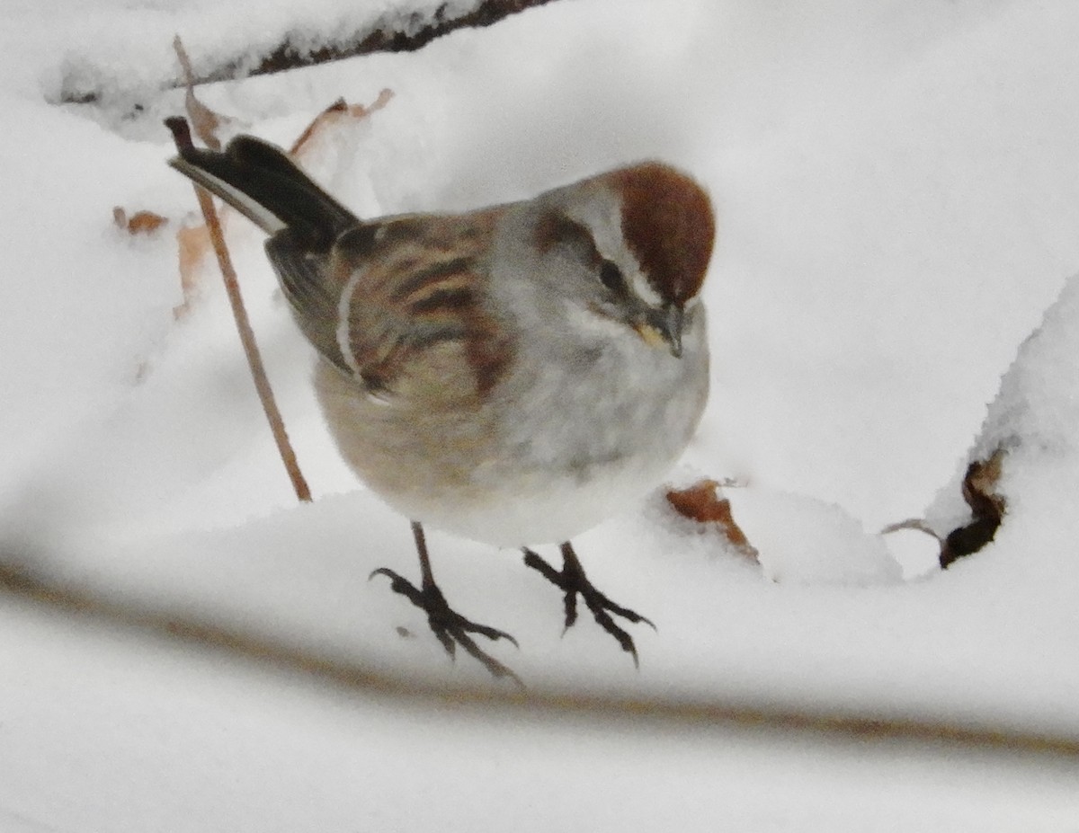 American Tree Sparrow - kim schonning