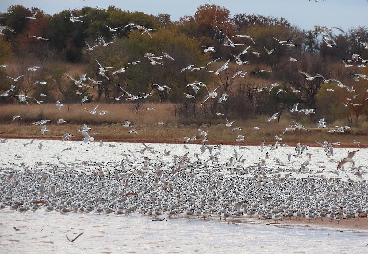 Franklin's Gull - ML610943903