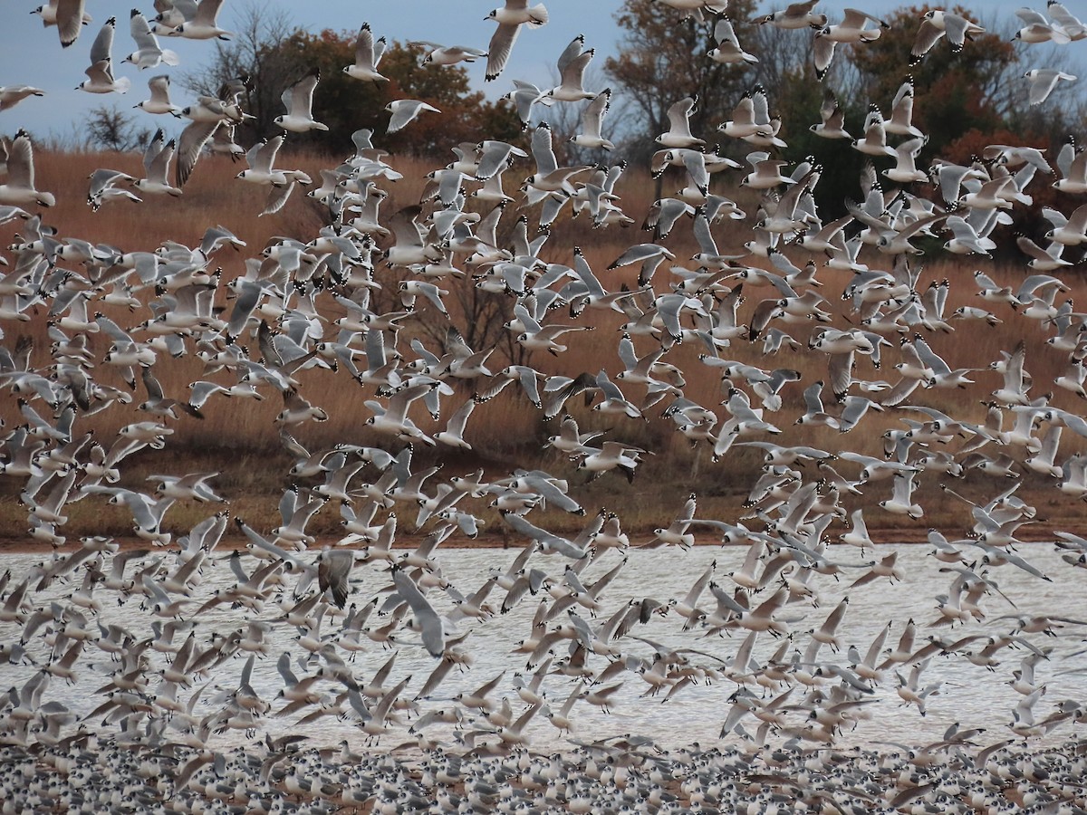 Franklin's Gull - ML610943904