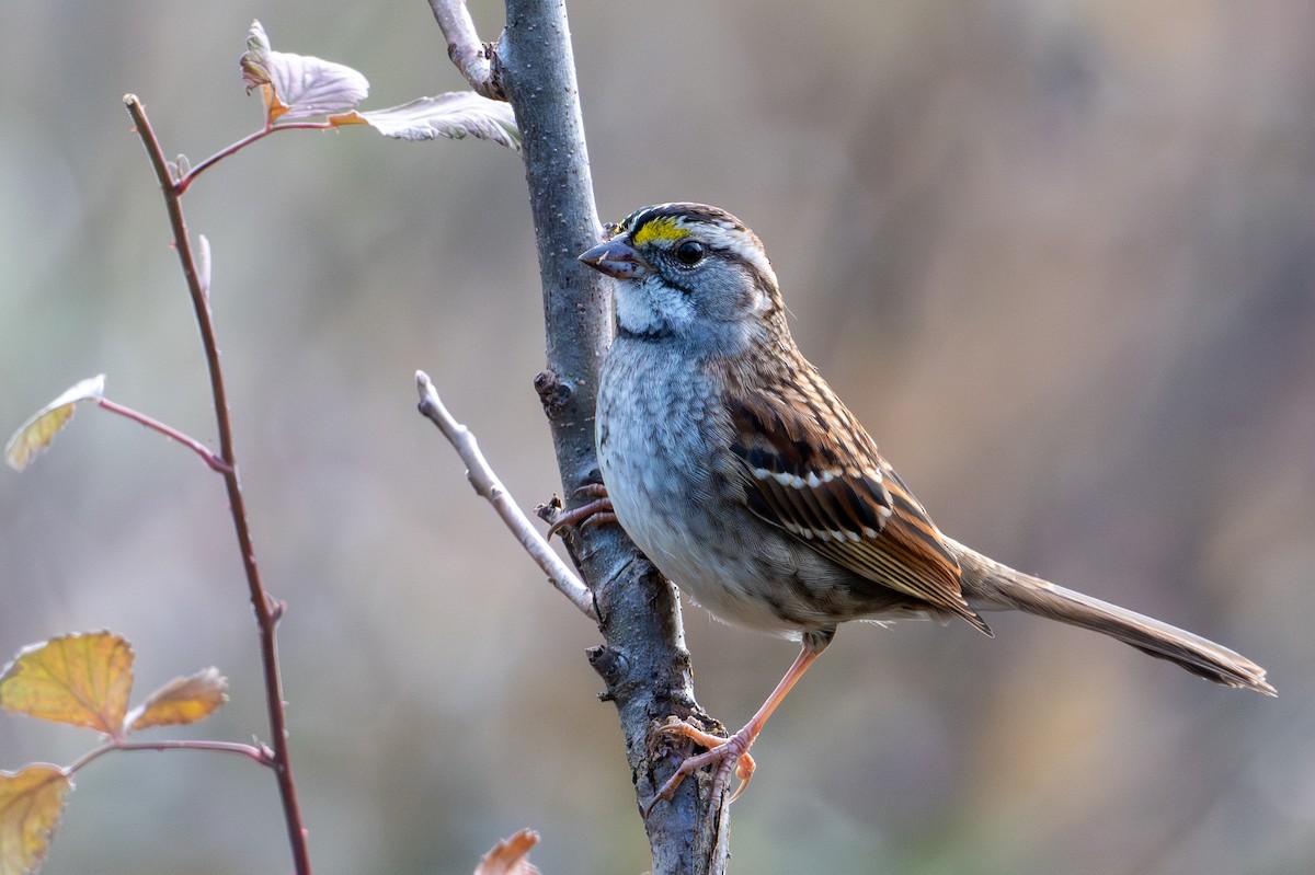 White-throated Sparrow - ML610943972