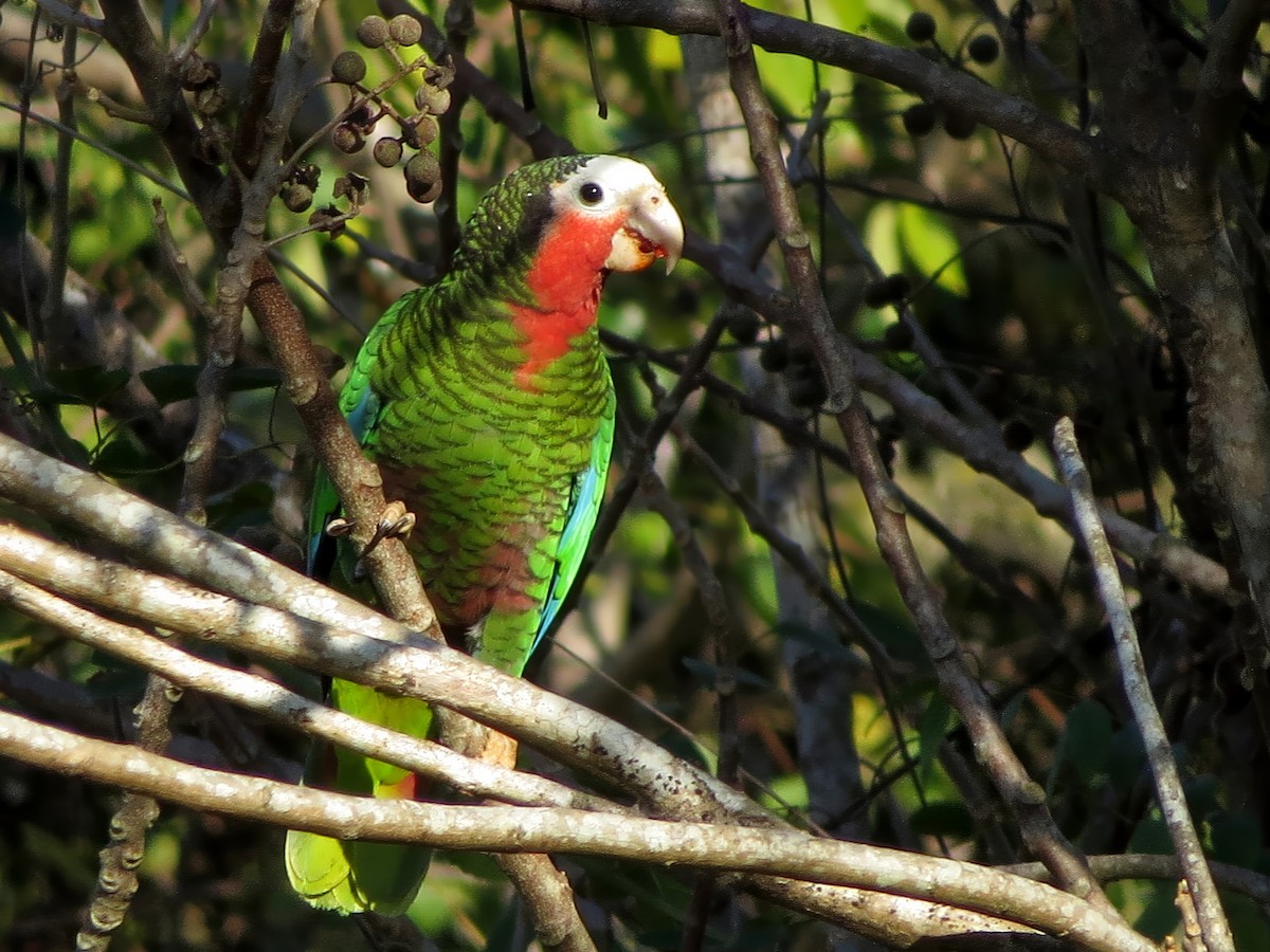 Cuban Parrot - Jörg Hanoldt