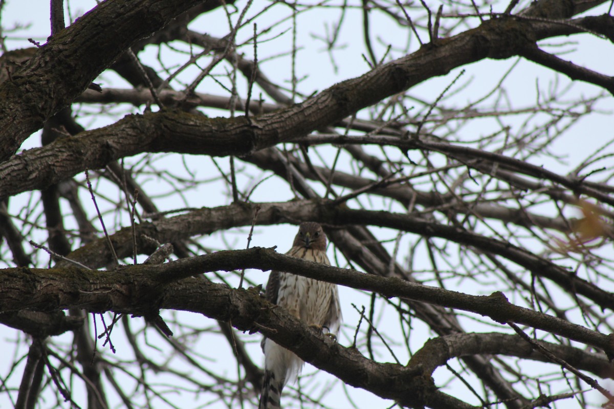 Cooper's Hawk - ML610944058