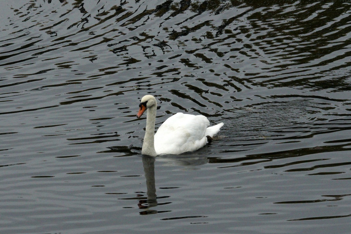 Höckerschwan - ML610944074