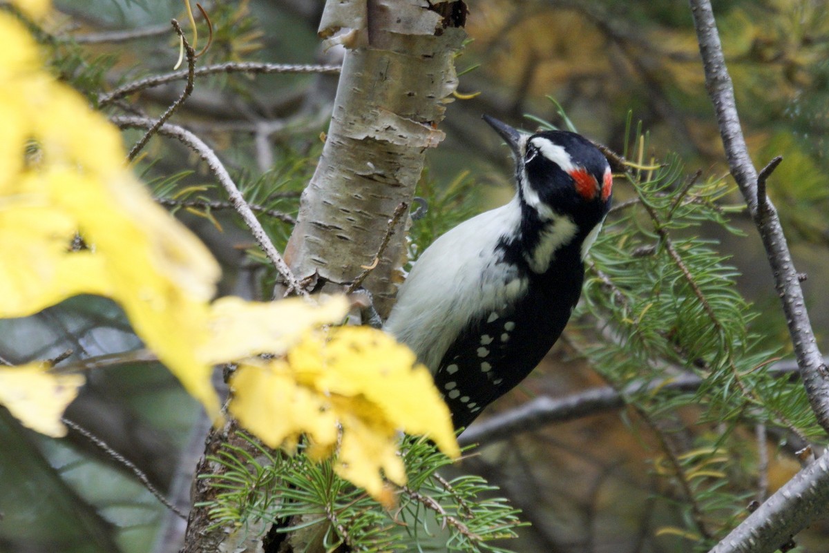 Hairy Woodpecker - ML610944088