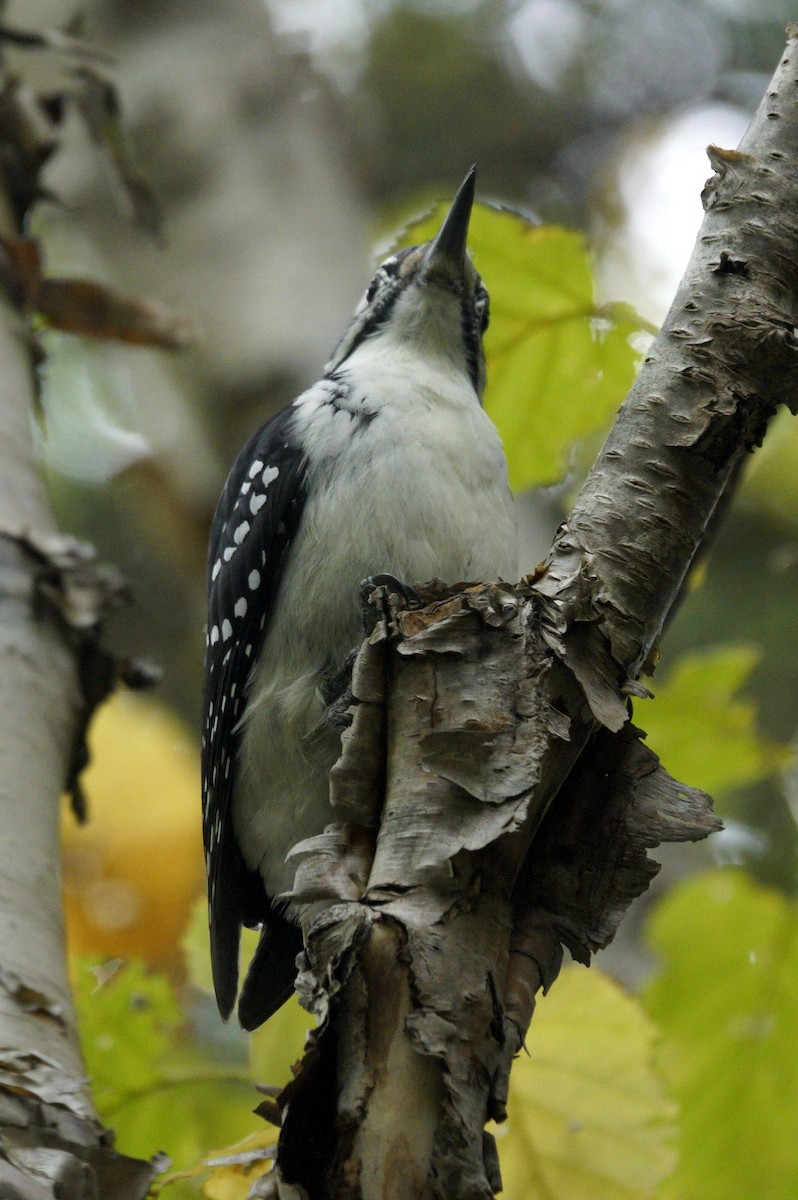 Hairy Woodpecker - ML610944090