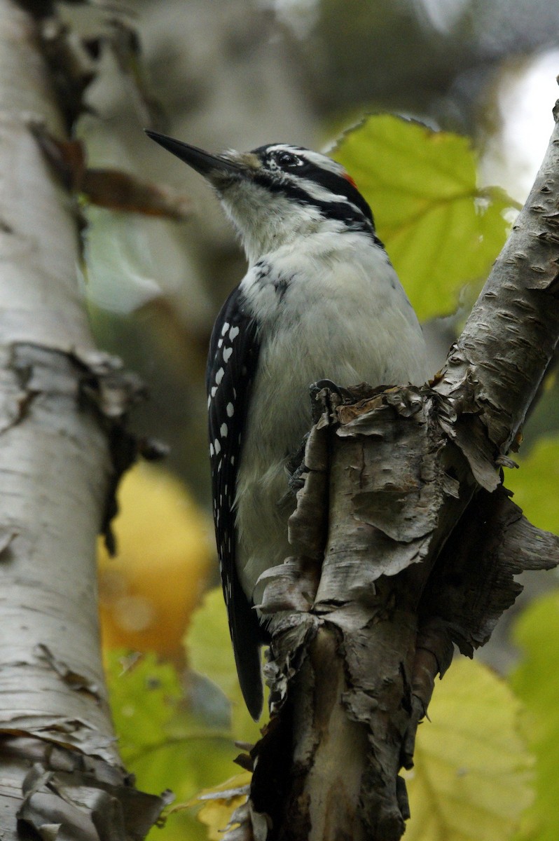 Hairy Woodpecker - ML610944091