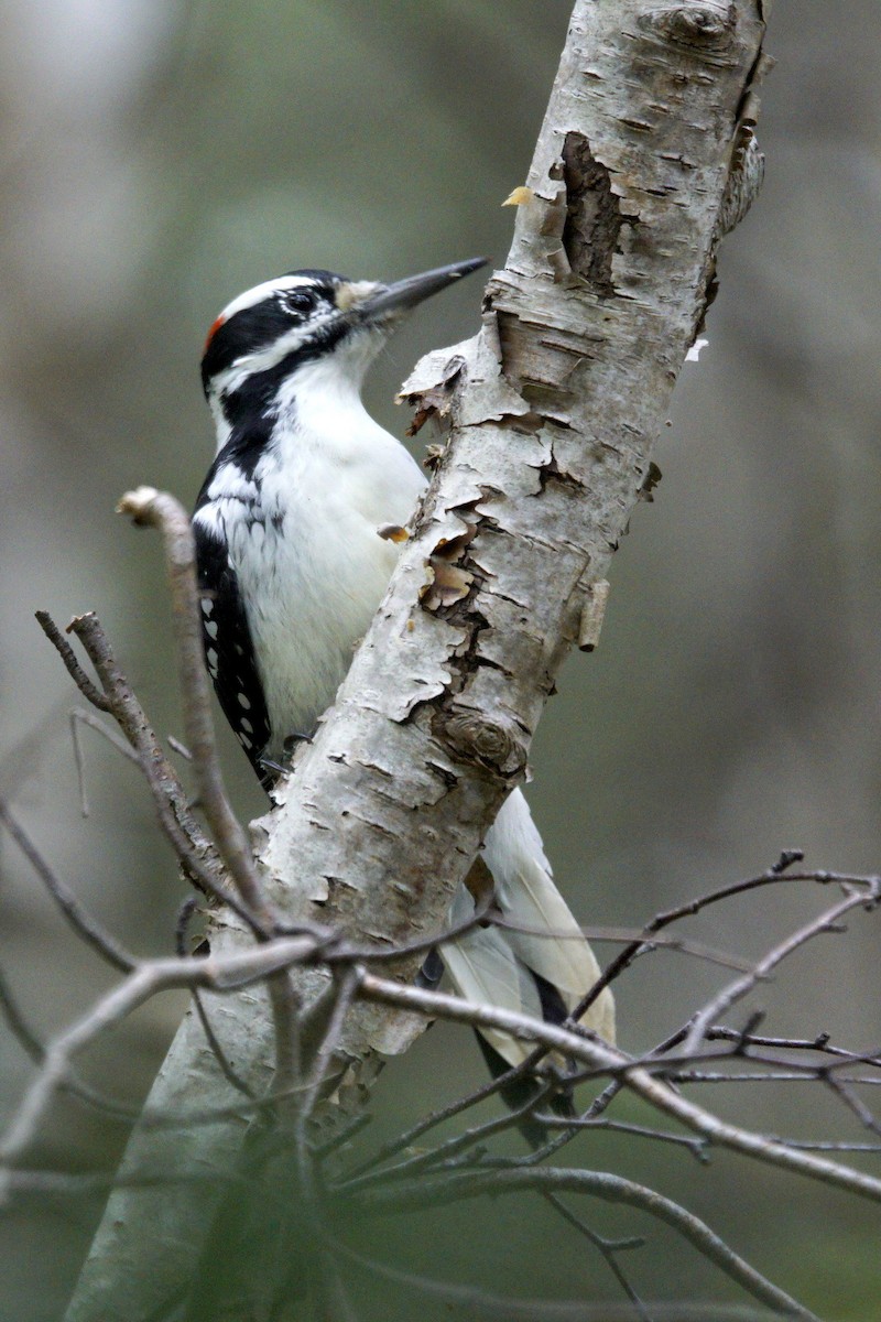 Hairy Woodpecker - ML610944092