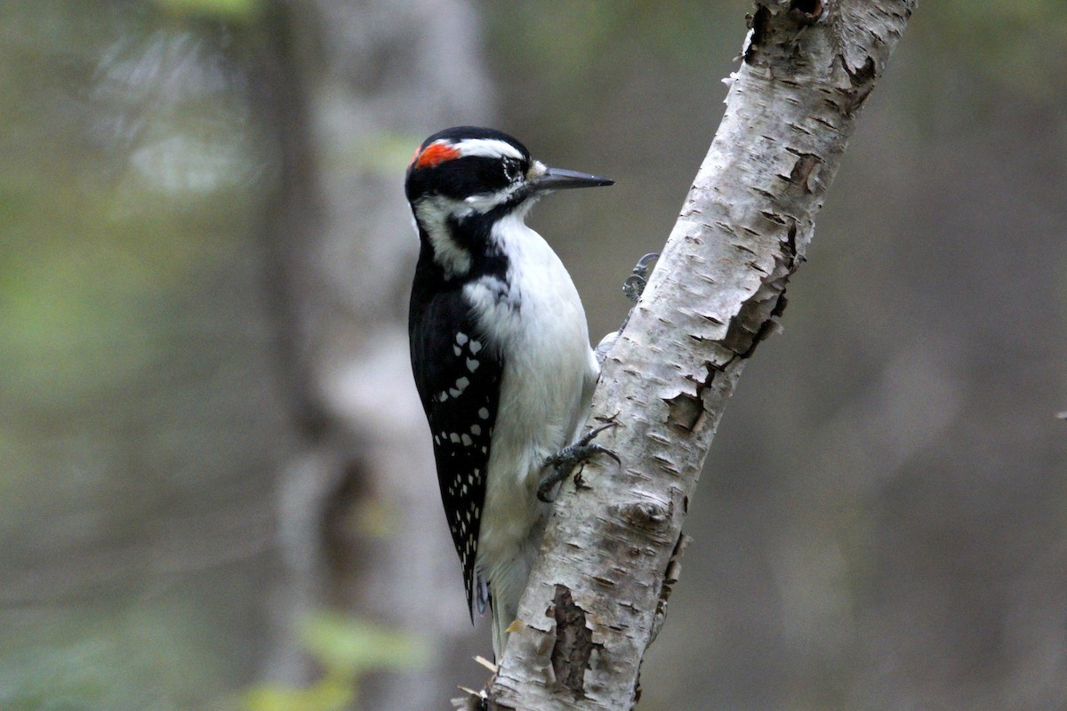 Hairy Woodpecker - ML610944093