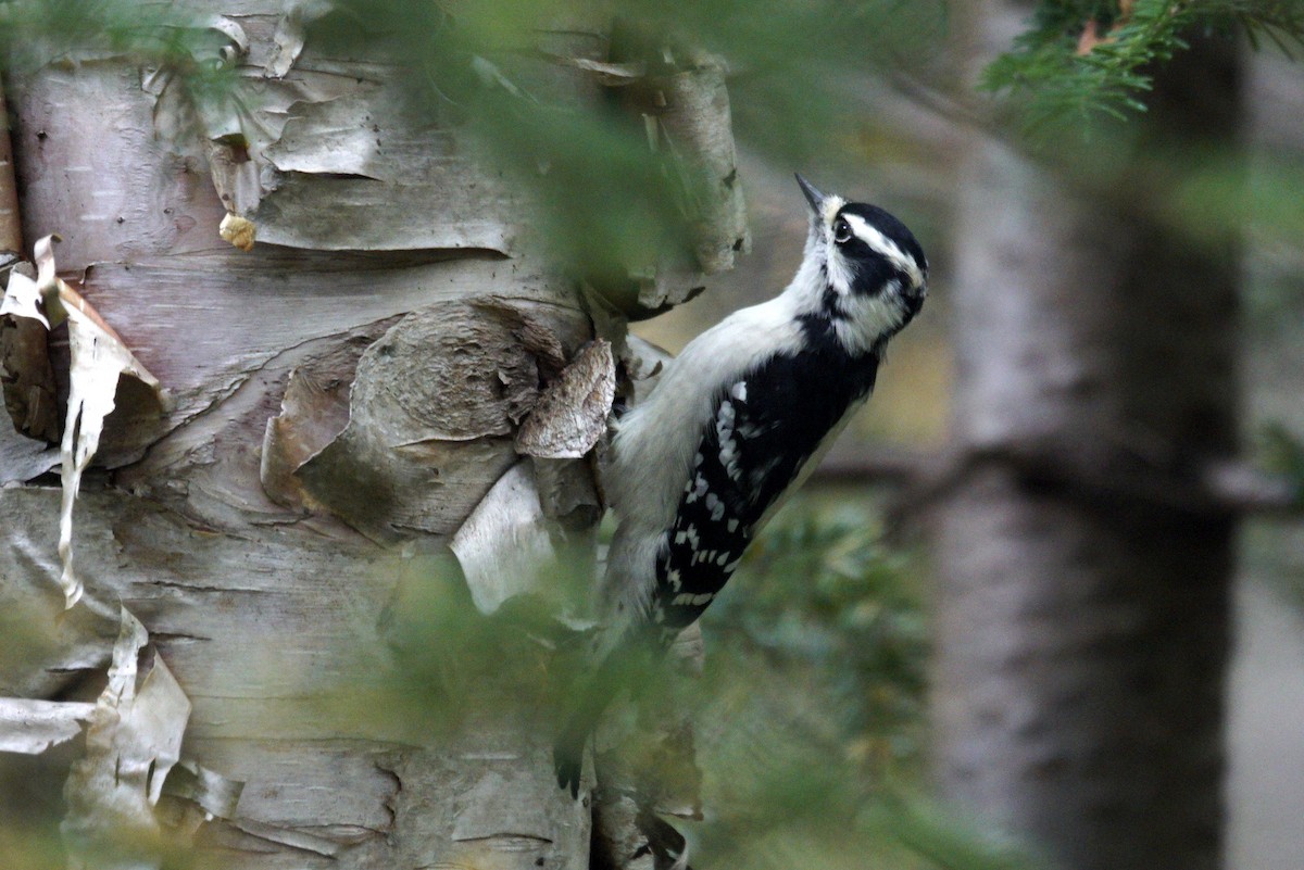 Downy Woodpecker - ML610944098