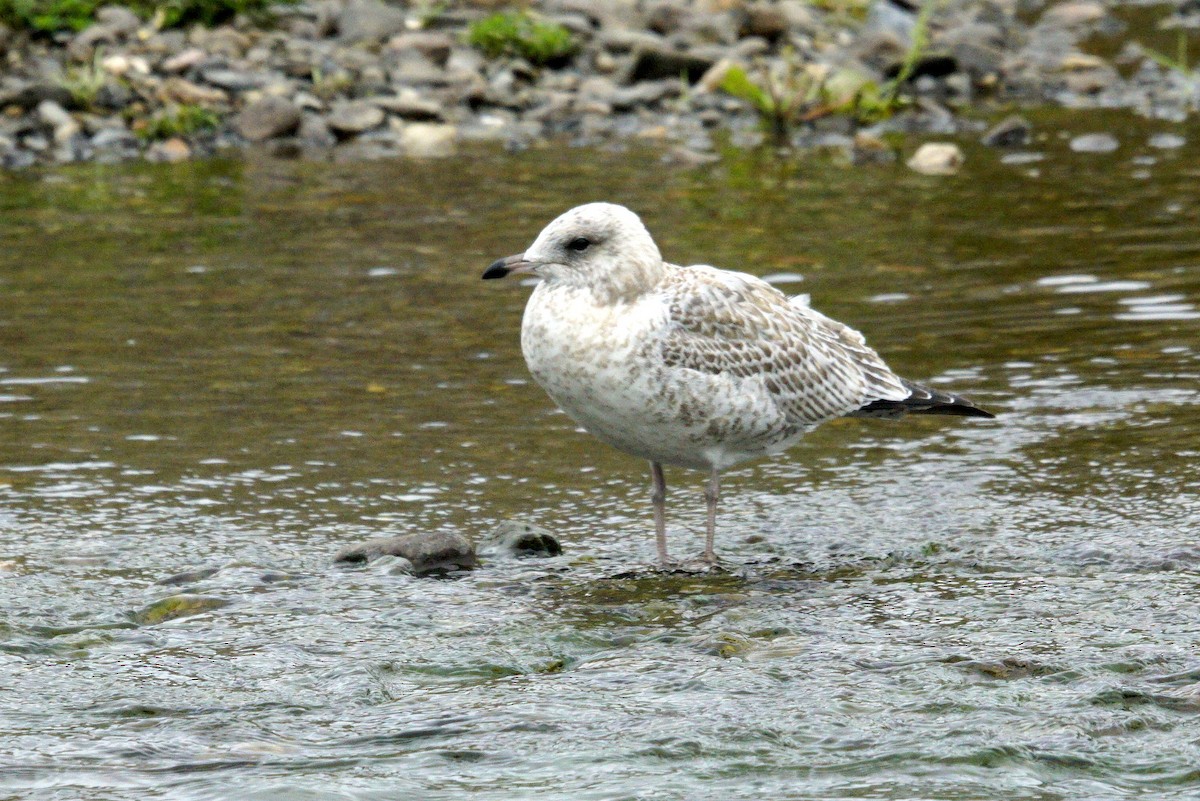 Ring-billed Gull - ML610944112