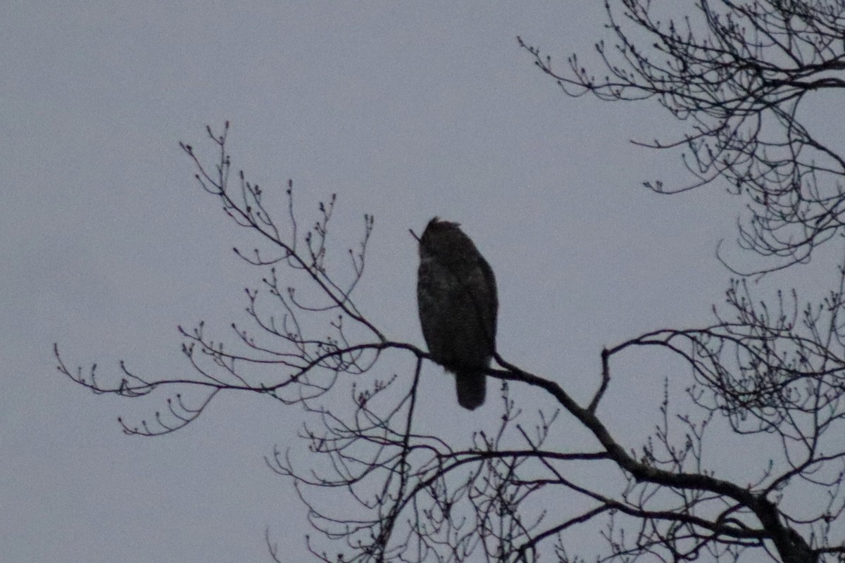 Great Horned Owl - ML610944124