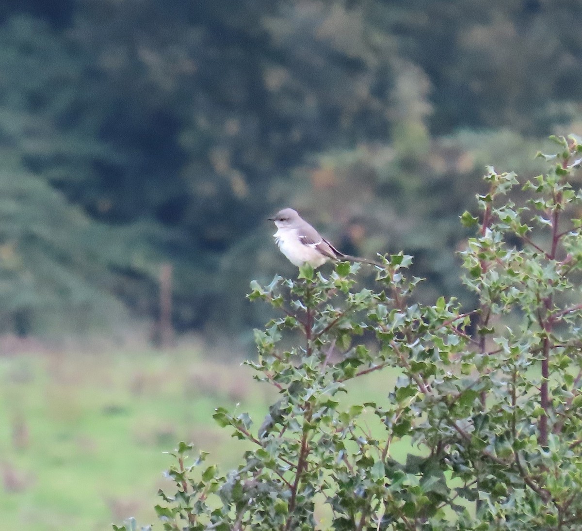 Moqueur polyglotte - ML610944144