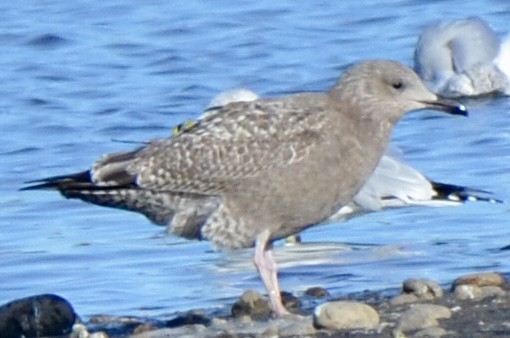 Gaviota Groenlandesa - ML610944250