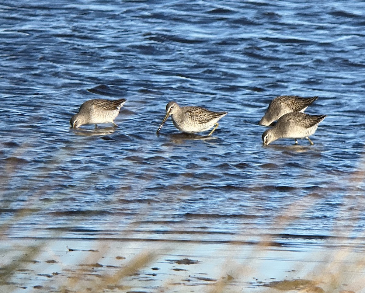 Long-billed Dowitcher - ML610944260