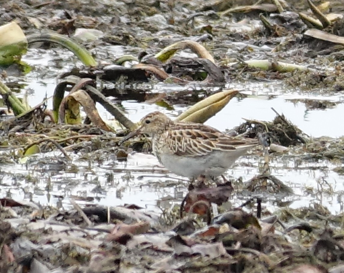 Pectoral Sandpiper - ML610944434