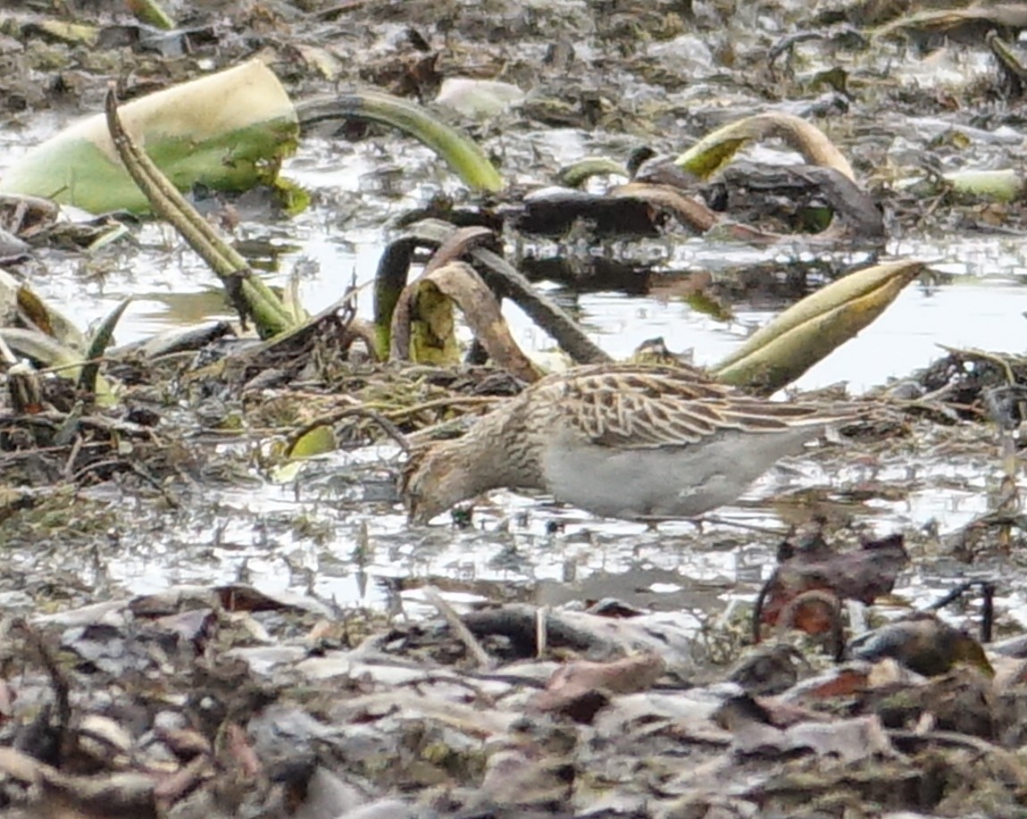 Pectoral Sandpiper - ML610944435