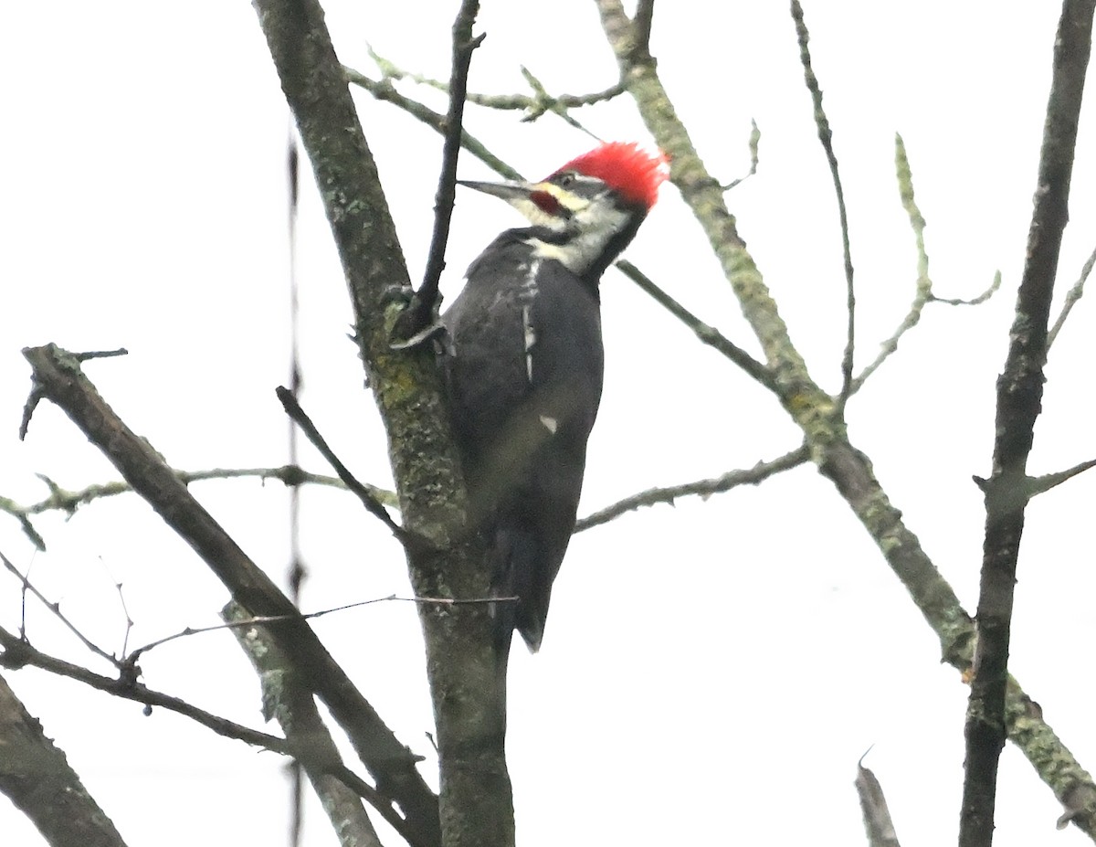 Pileated Woodpecker - ML610944604