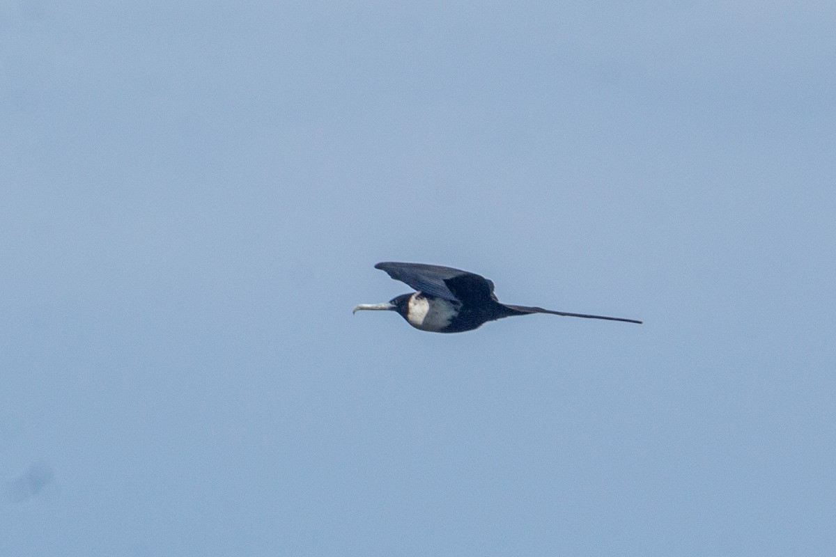 Magnificent Frigatebird - ML610944654