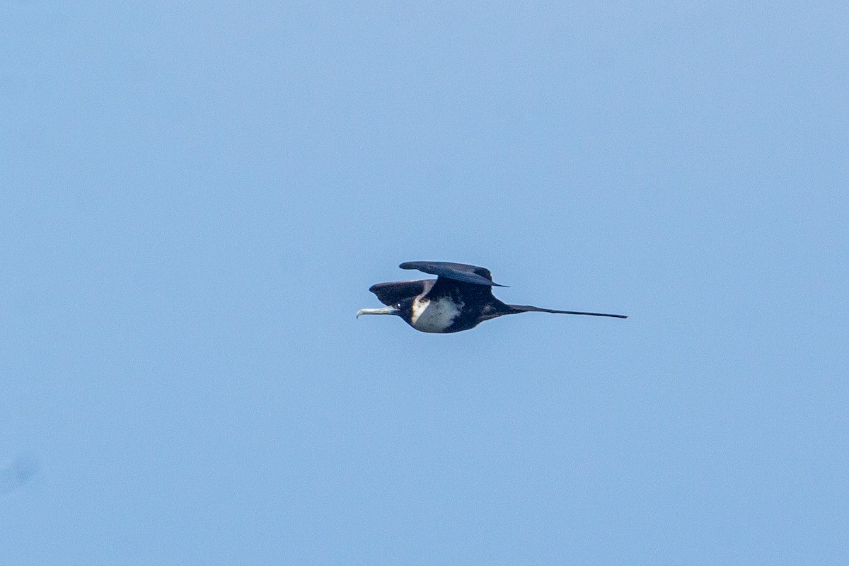 Magnificent Frigatebird - ML610944655