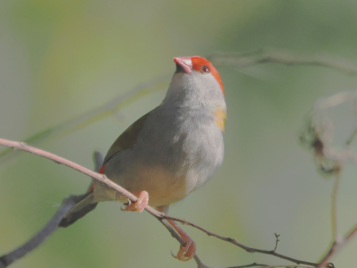Red-browed Firetail - ML610944669