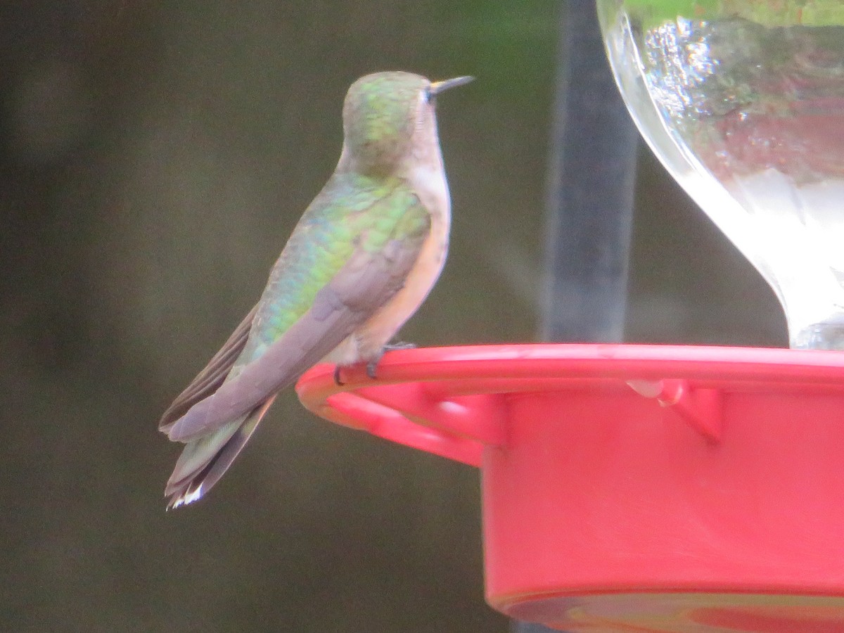 Broad-tailed Hummingbird - ML610944908