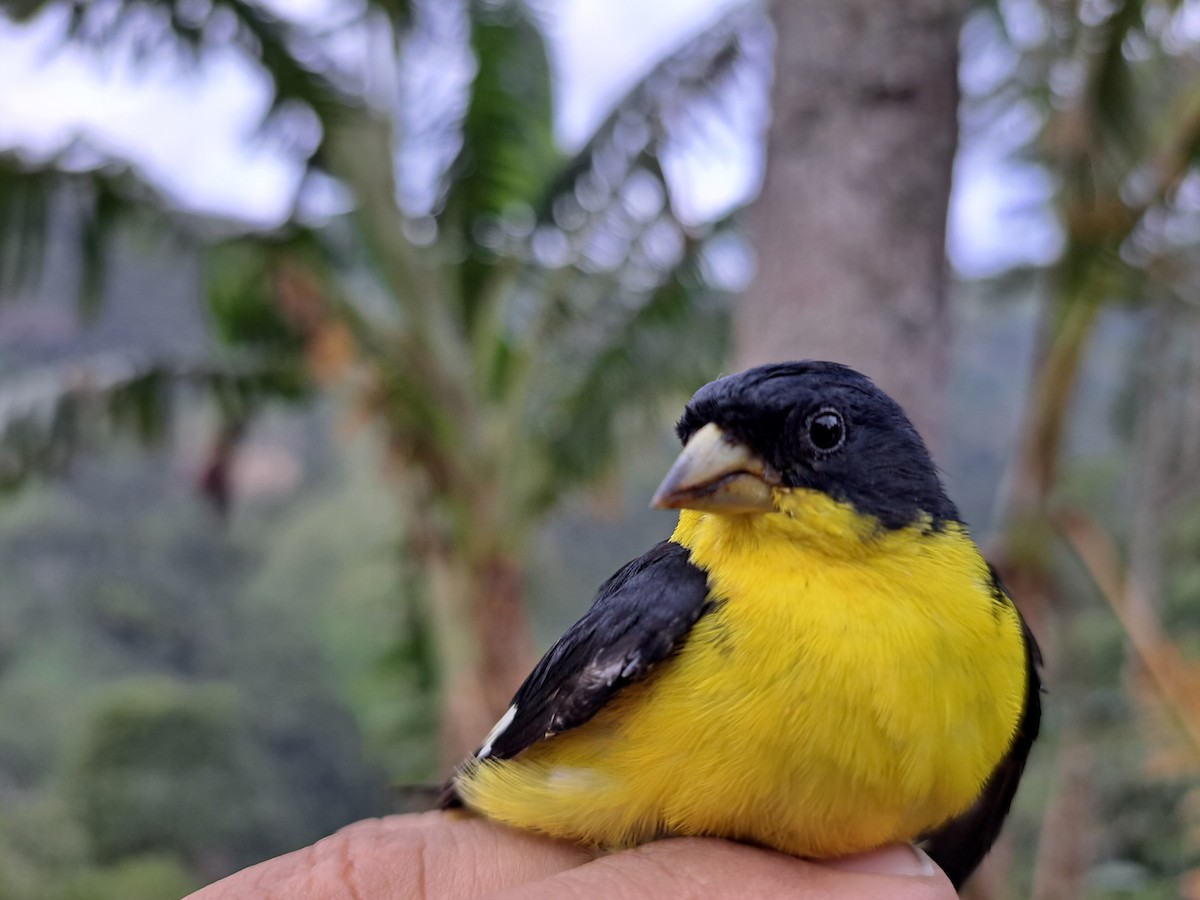 Lesser Goldfinch - YAIR GUILLERMO MOLINA MARTINEZ