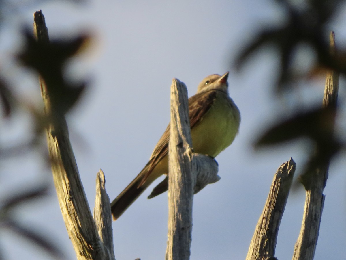 Western Kingbird - ML610944959