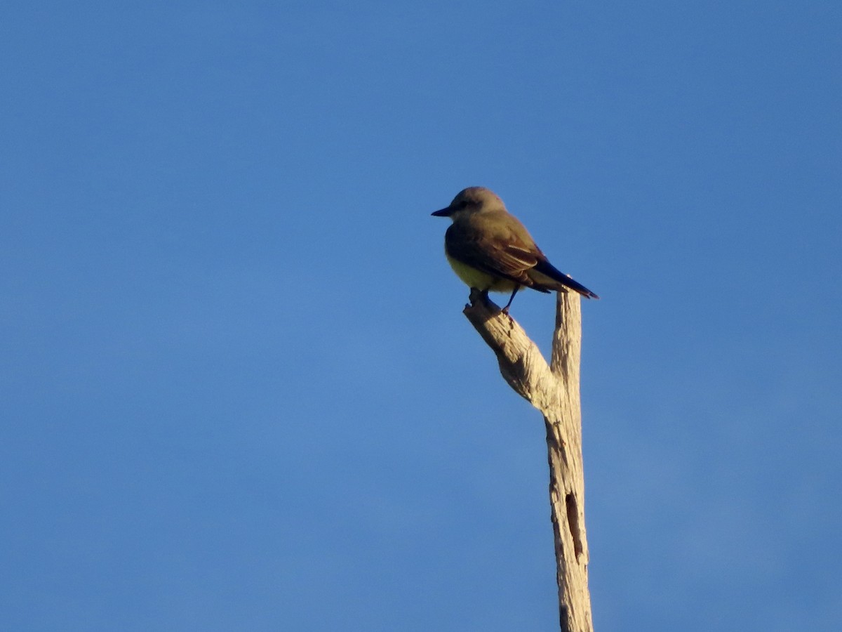 Western Kingbird - ML610944960