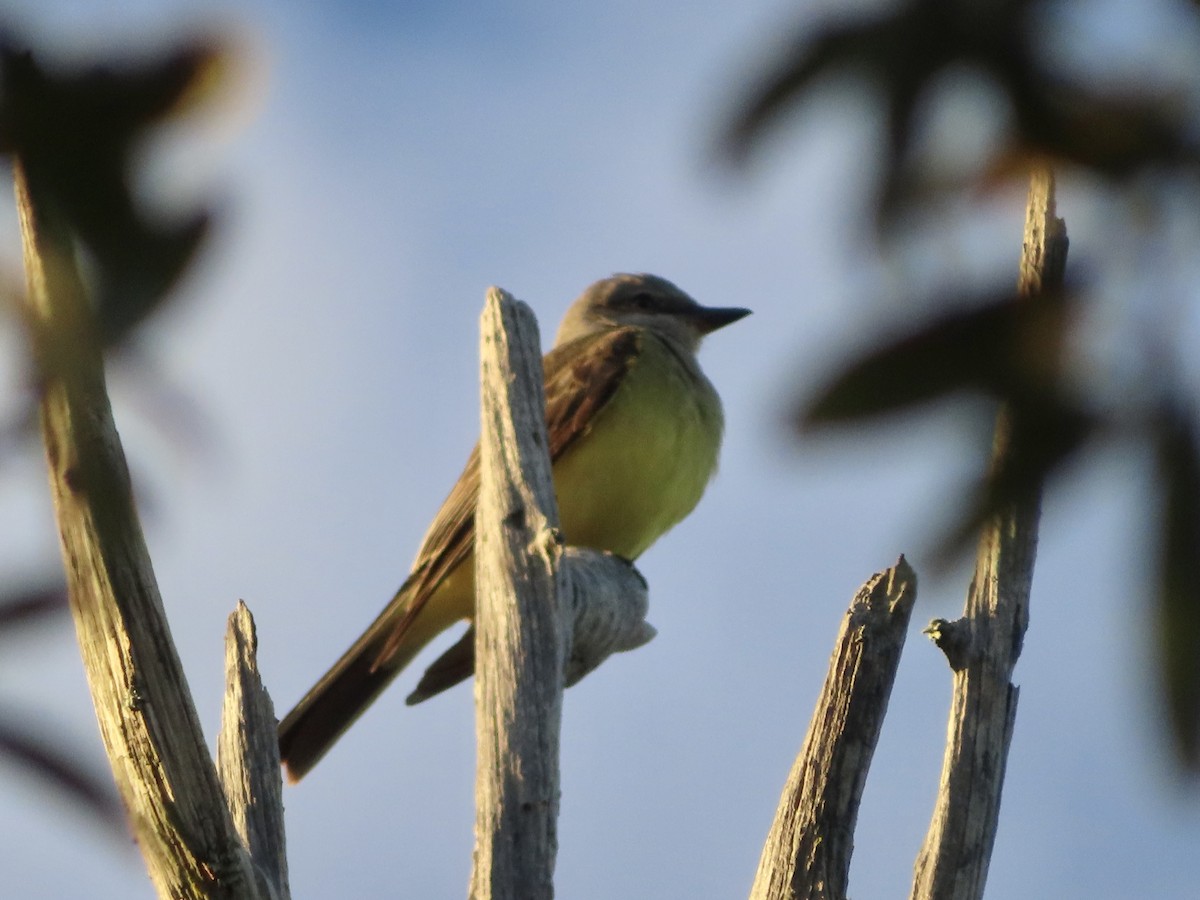 Western Kingbird - ML610944961