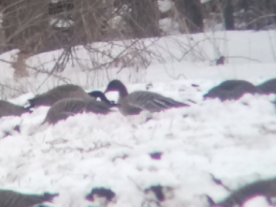 Pink-footed Goose - Bill Hewitt