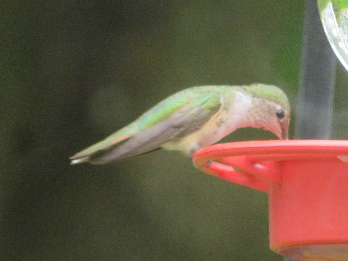 Broad-tailed Hummingbird - ML610945038