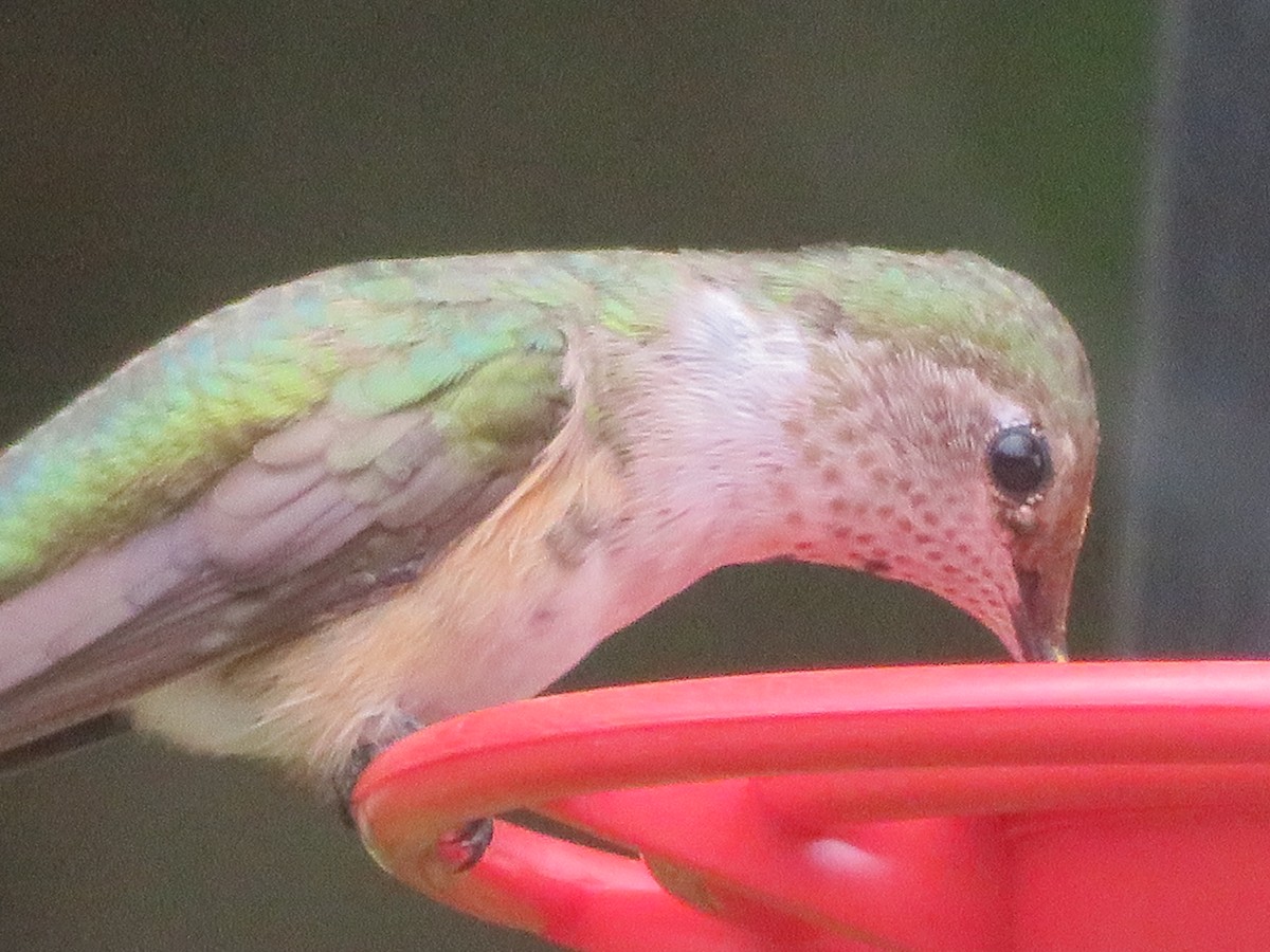 Broad-tailed Hummingbird - ML610945063