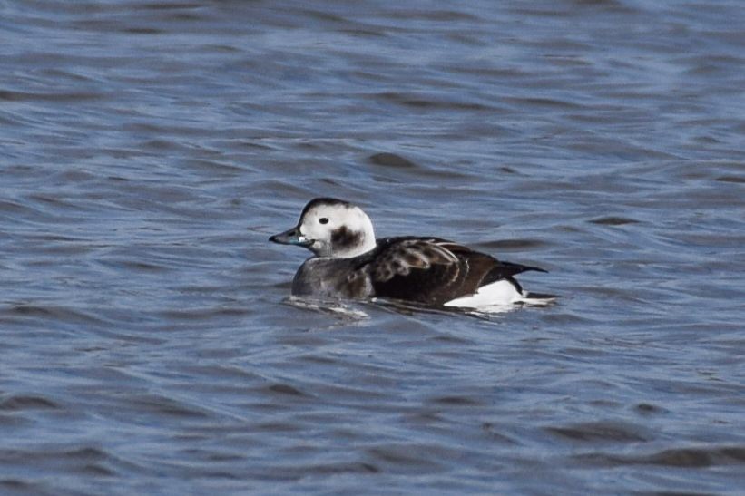 Long-tailed Duck - ML610945112