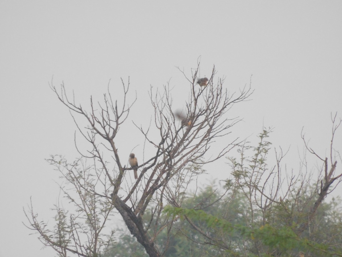 Large Gray Babbler - ML610945123