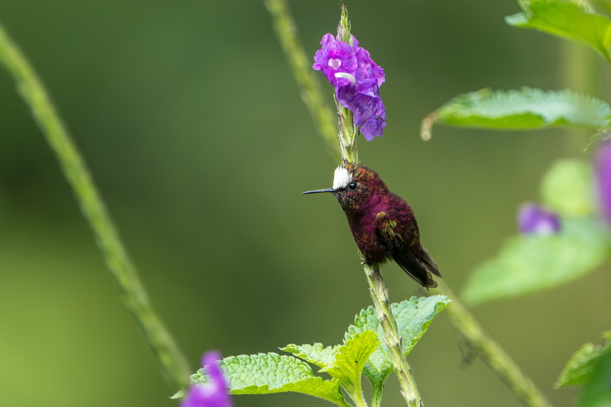 Colibrí Coroniblanco - ML610945228