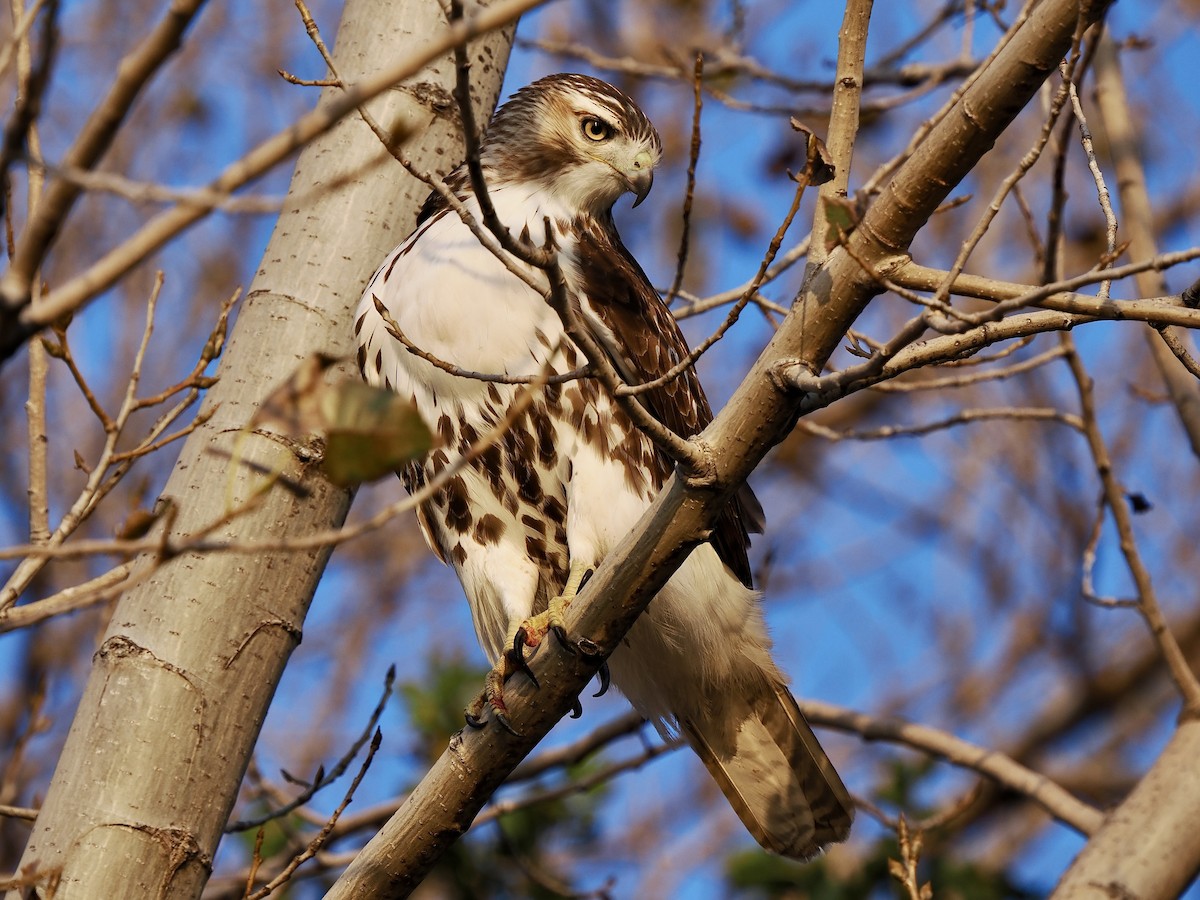 Red-tailed Hawk - ML610945338