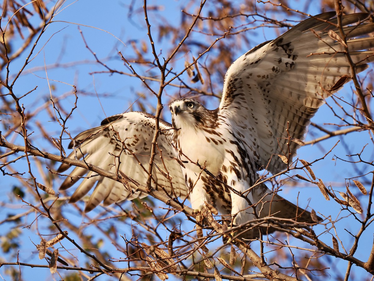 Red-tailed Hawk - ML610945355