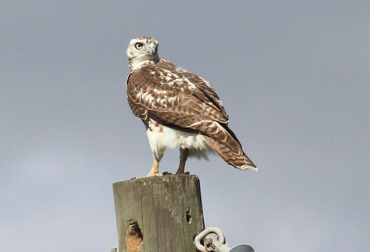 Red-tailed Hawk - Esme Rosen