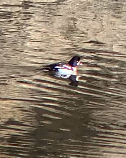 Barrow's Goldeneye - ML610945588