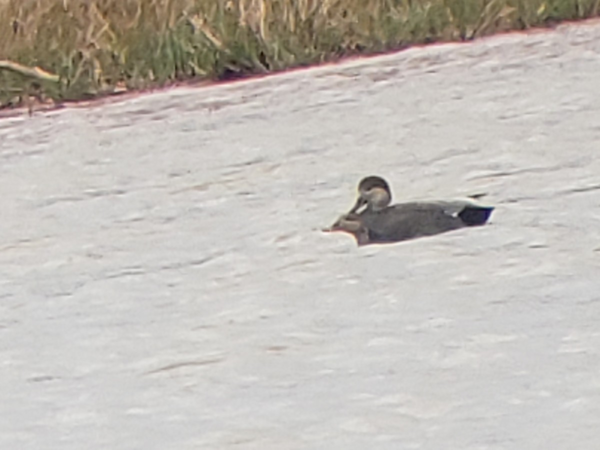 Gadwall - Michelle Spacek