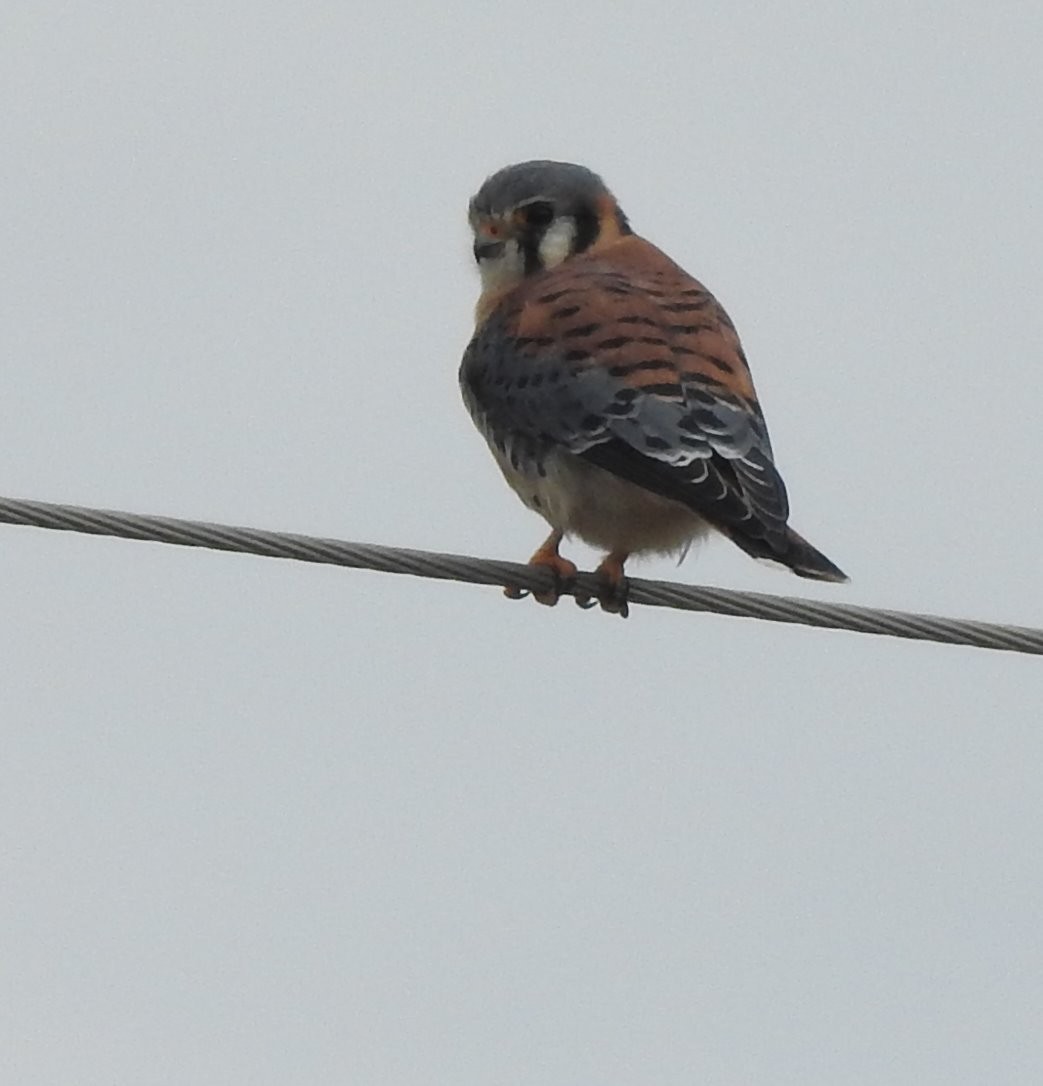 American Kestrel - ML610945808