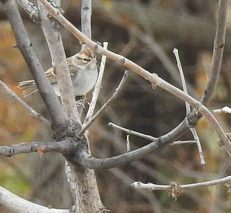 Chipping Sparrow - ML610945818