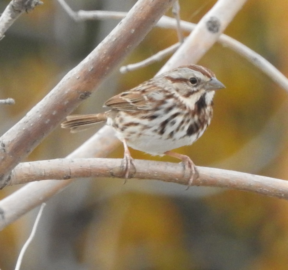 Song Sparrow - ML610945827