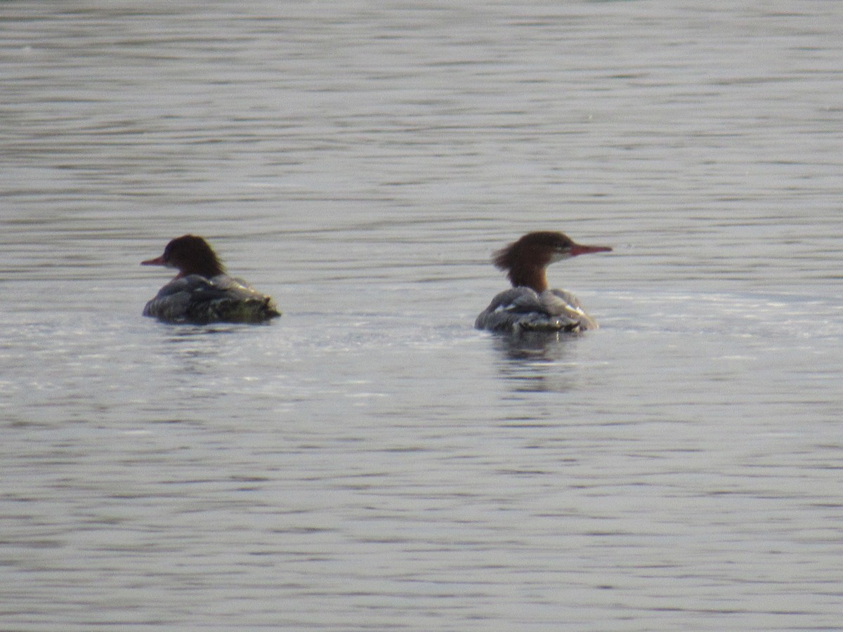 Common Merganser - ML610945862