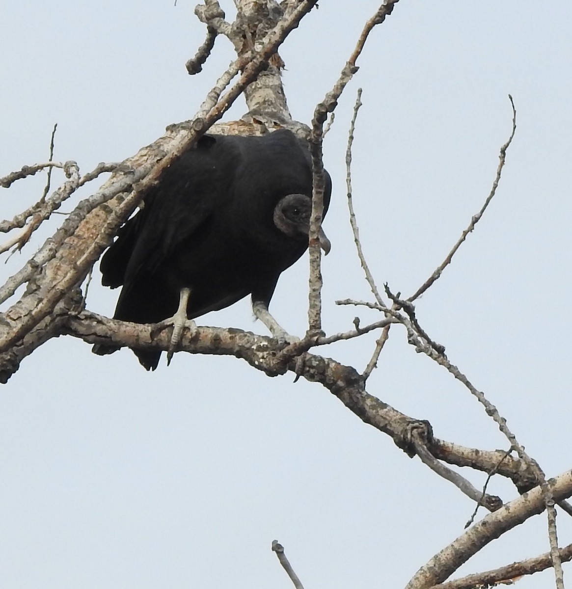 Black Vulture - ML610945874